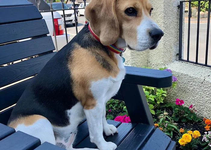 فندق مبيت وإفطار Salisbury